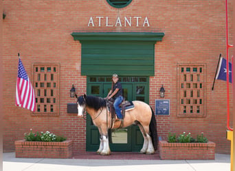 Tinker, Caballo castrado, 4 años, Buckskin/Bayo