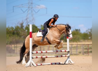 Tinker, Caballo castrado, 4 años, Buckskin/Bayo