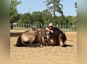 Tinker Mestizo, Caballo castrado, 4 años, Buckskin/Bayo
