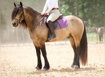 Tinker Mestizo, Caballo castrado, 4 años, Buckskin/Bayo