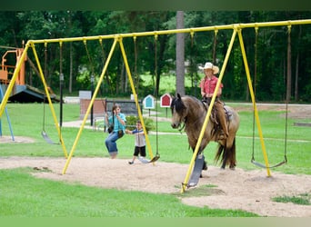 Tinker Mestizo, Caballo castrado, 4 años, Buckskin/Bayo