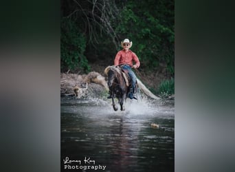 Tinker Mestizo, Caballo castrado, 4 años