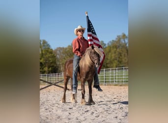 Tinker Mestizo, Caballo castrado, 4 años