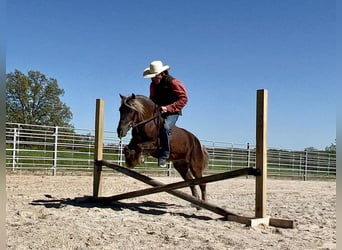 Tinker Mestizo, Caballo castrado, 4 años