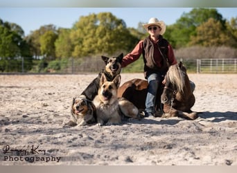 Tinker Mestizo, Caballo castrado, 4 años