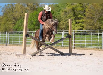 Tinker Mestizo, Caballo castrado, 4 años