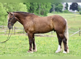 Tinker Mestizo, Caballo castrado, 4 años