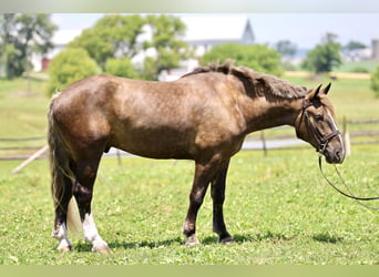 Tinker Mestizo, Caballo castrado, 4 años