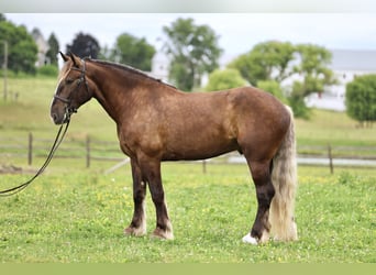 Tinker Mestizo, Caballo castrado, 4 años