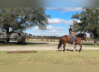 Tinker, Caballo castrado, 4 años, Castaño rojizo