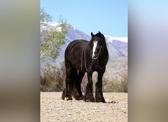 Tinker, Caballo castrado, 4 años, Negro