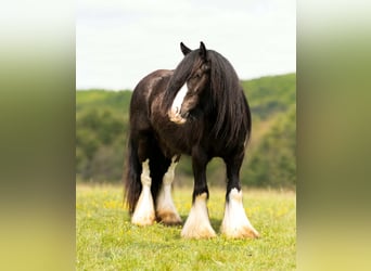 Tinker, Caballo castrado, 4 años, Negro