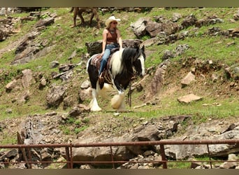 Tinker, Caballo castrado, 4 años, Pío