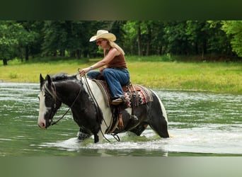 Tinker, Caballo castrado, 4 años, Pío