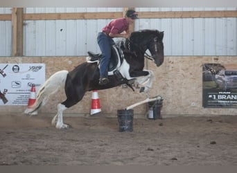 Tinker Mestizo, Caballo castrado, 4 años, Pío
