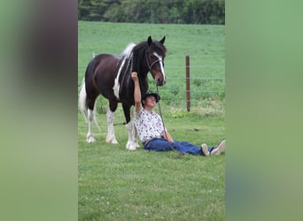 Tinker Mestizo, Caballo castrado, 4 años, Pío