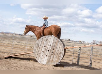 Tinker Mestizo, Caballo castrado, 4 años, Ruano alazán