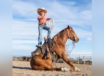 Tinker Mestizo, Caballo castrado, 4 años, Ruano alazán