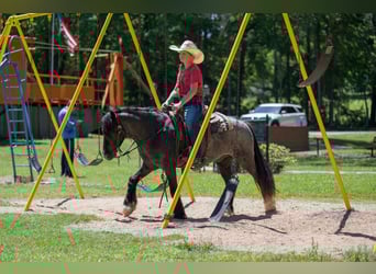 Tinker Mestizo, Caballo castrado, 4 años, Ruano azulado