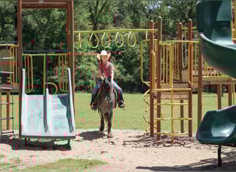 Tinker Mestizo, Caballo castrado, 4 años, Ruano azulado