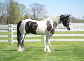 Tinker Mestizo, Caballo castrado, 4 años, Tobiano-todas las-capas