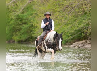 Tinker Mestizo, Caballo castrado, 4 años, Tobiano-todas las-capas