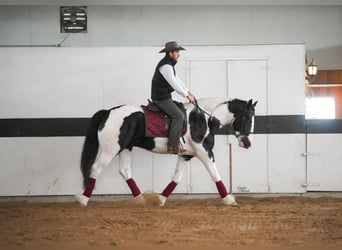 Tinker Mestizo, Caballo castrado, 4 años, Tobiano-todas las-capas