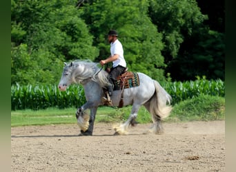 Tinker, Caballo castrado, 4 años, Tordo
