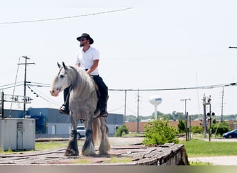 Tinker, Caballo castrado, 4 años, Tordo