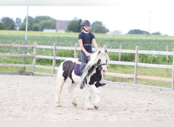 Tinker, Caballo castrado, 5 años, 120 cm, Pío
