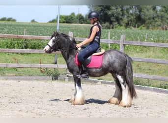 Tinker, Caballo castrado, 5 años, 120 cm, Ruano azulado