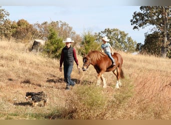 Tinker Mestizo, Caballo castrado, 5 años, 122 cm, Alazán rojizo