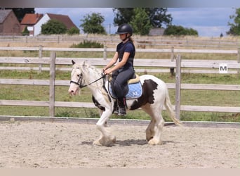 Tinker, Caballo castrado, 5 años, 122 cm, Pío