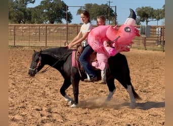 Tinker Mestizo, Caballo castrado, 5 años, 122 cm, Pío
