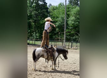Tinker Mestizo, Caballo castrado, 5 años, 122 cm, Pío