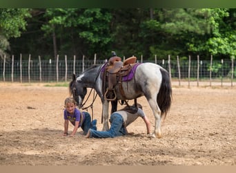 Tinker Mestizo, Caballo castrado, 5 años, 122 cm, Pío