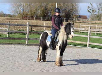 Tinker, Caballo castrado, 5 años, 124 cm, Pío