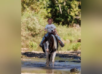 Tinker, Caballo castrado, 5 años, 124 cm, Pío