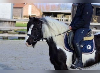 Tinker, Caballo castrado, 5 años, 125 cm, Pío