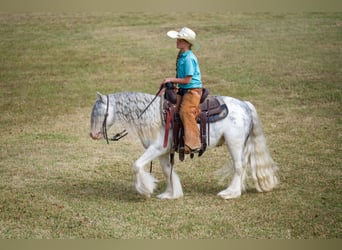 Tinker, Caballo castrado, 5 años, 127 cm, Sabino