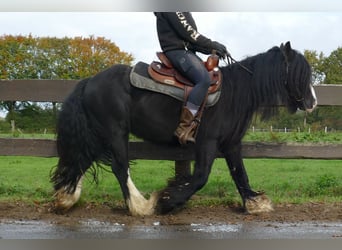 Tinker, Caballo castrado, 5 años, 133 cm, Negro