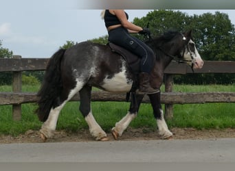 Tinker, Caballo castrado, 5 años, 133 cm, Pío