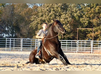 Tinker Mestizo, Caballo castrado, 5 años, 135 cm, Negro