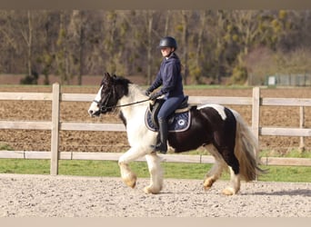 Tinker, Caballo castrado, 5 años, 135 cm, Pío