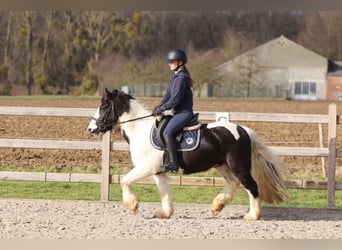 Tinker, Caballo castrado, 5 años, 135 cm, Pío