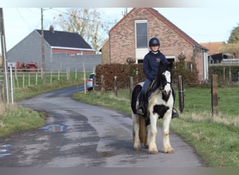 Tinker, Caballo castrado, 5 años, 135 cm, Pío