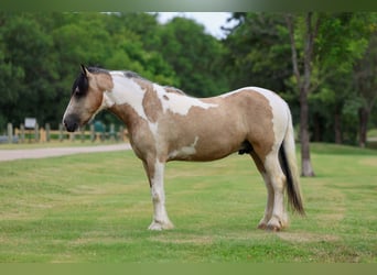Tinker, Caballo castrado, 5 años, 135 cm, Tobiano-todas las-capas