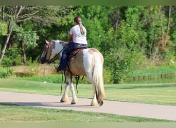 Tinker, Caballo castrado, 5 años, 135 cm, Tobiano-todas las-capas
