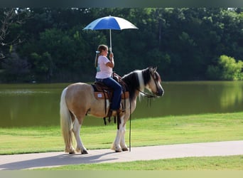 Tinker, Caballo castrado, 5 años, 135 cm, Tobiano-todas las-capas