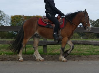 Tinker, Caballo castrado, 5 años, 138 cm, Castaño